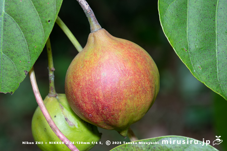 シナアブラギリの熟してきた実　横浜市南区・横浜市こども植物園　2024/11/06