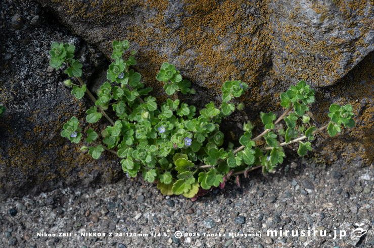 道端に生えた開花中のフラサバソウ　横須賀市鴨居　2025/03/13