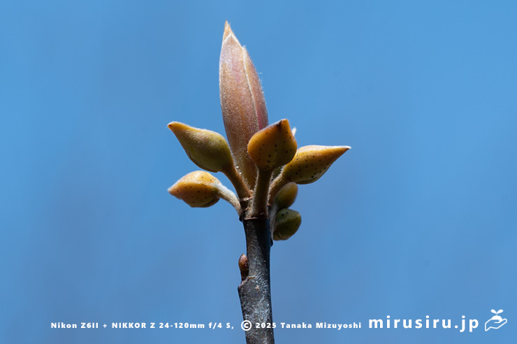 クロモジの（雌株の）蕾　大和市・泉の森　2025/03/14