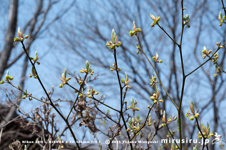 開花し始めたクロモジの雌株　大和市・泉の森　2025/03/25