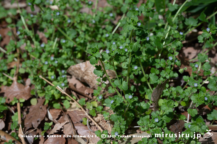 フラサバソウの開花中の群落　横浜市金沢区・称名寺　2025/03/27