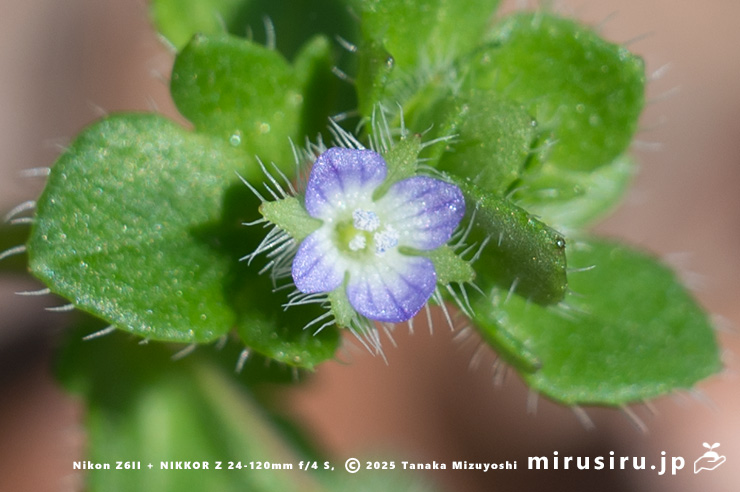 フラサバソウの花　横浜市金沢区・称名寺　2025/03/27