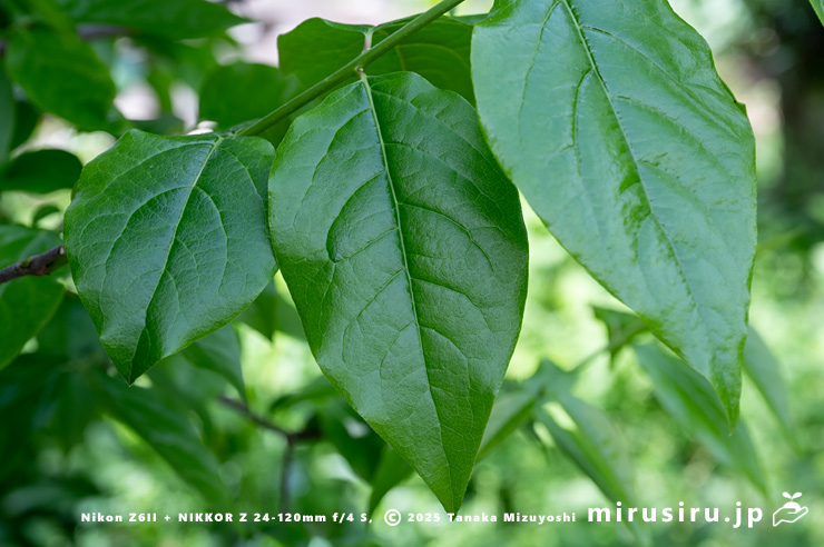 ロウバイの葉　開成町・あしがり郷 瀬戸屋敷　2025/04/25