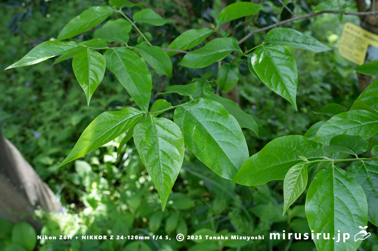 ロウバイの葉　開成町・あしがり郷 瀬戸屋敷　2025/04/25