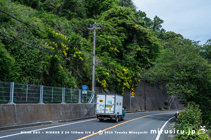 道端に生えた開花中のジャケツイバラ　熱海市泉・国道135号線・「門川」（もんかわ）交差点南　2025/05/01