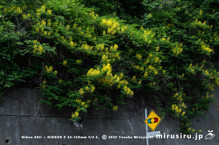 道端に生えた開花中のジャケツイバラ　熱海市泉・国道135号線・「門川」交差点南　2025/05/01