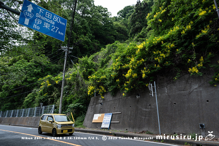 道端に生えた開花中のジャケツイバラ　熱海市泉・国道135号線・「門川」交差点南　2025/05/01