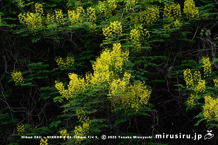 ほぼ満開のジャケツイバラ　熱海市泉・国道135号線・「門川」交差点南　2025/05/01