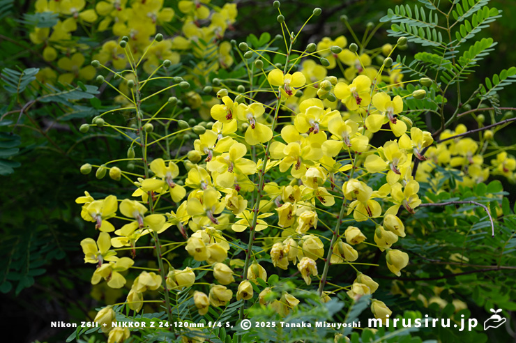 ジャケツイバラの花　熱海市泉・国道135号線・「門川」交差点南　2025/05/01
