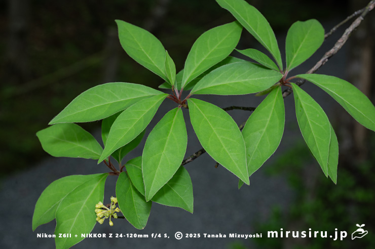 クロモジの葉　箱根湿生花園　2025/05/05