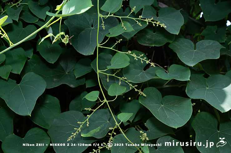 蕾を付けたツヅラフジ（オオツヅラフジ）　東京都小平市・東京都薬用植物園　2025/07/08
