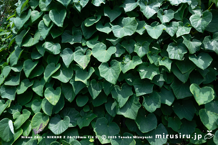 ツヅラフジ（オオツヅラフジ）　東京都小平市・東京都薬用植物園　2025/07/08