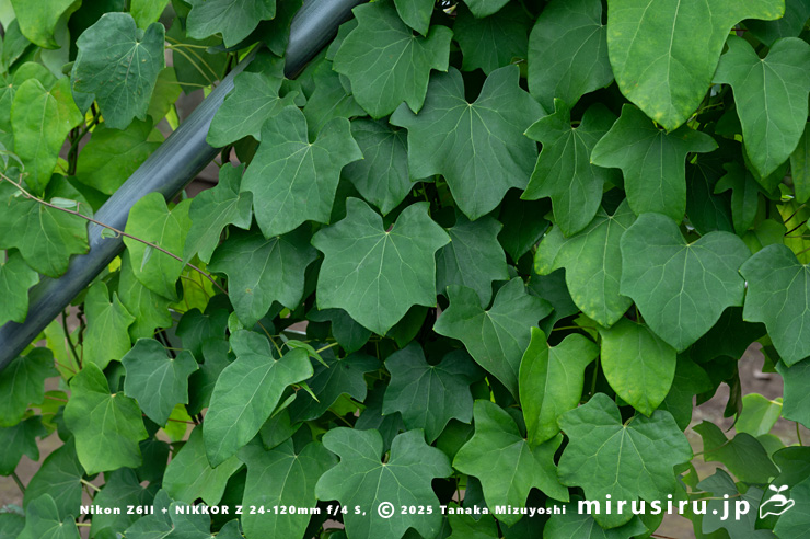 ツヅラフジ（オオツヅラフジ）　東京都小平市・東京都薬用植物園　2025/07/08