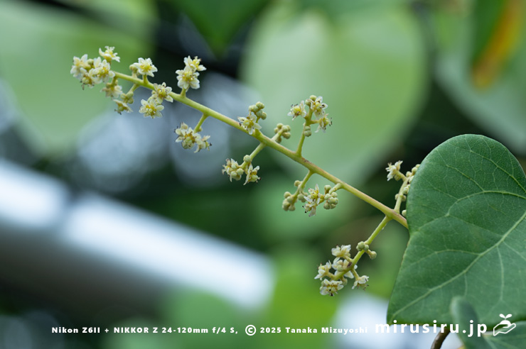 ツヅラフジ（オオツヅラフジ）の（雌株の）雌花　東京都小平市・東京都薬用植物園　2025/07/08