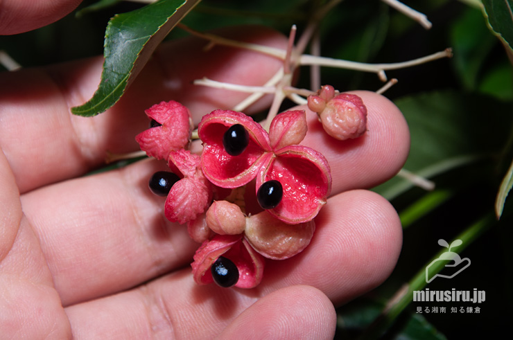 ゴンズイの熟して裂開した実のサイズ感　横浜市戸塚区平戸町　2016/10/07