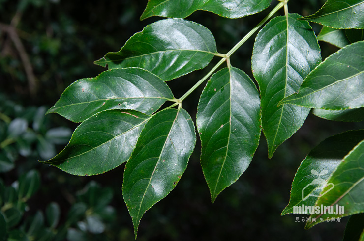 ゴンズイの葉　横浜市戸塚区平戸町　2016/10/07