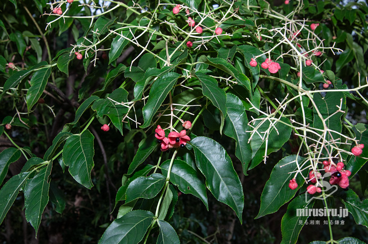 実が熟したゴンズイ　横浜市戸塚区平戸町　2016/10/07