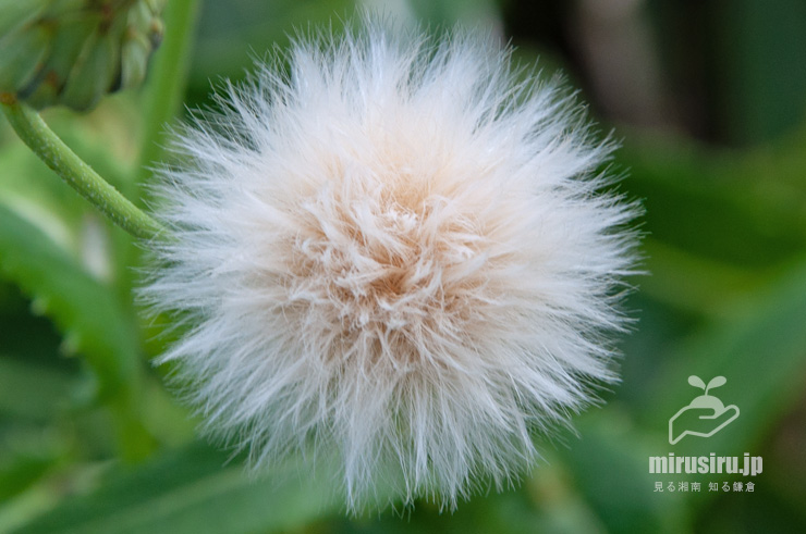 ハチジョウナの実　三浦市・黒崎の鼻　2016/10/23