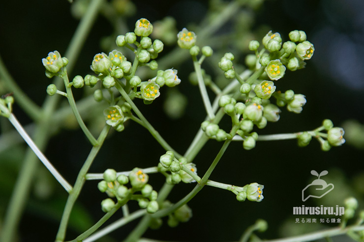 ゴンズイの花　横浜市戸塚区平戸町　2017/05/16