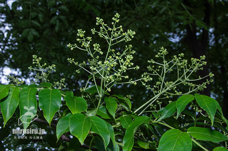 開花中のゴンズイ　横浜市戸塚区平戸町　2017/05/16