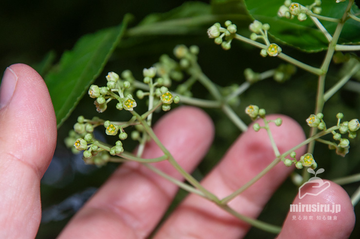 ゴンズイの花のサイズ感　横浜市戸塚区平戸町　2017/05/16