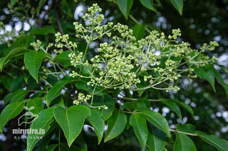 開花中のゴンズイ　横浜市戸塚区平戸町　2017/05/16