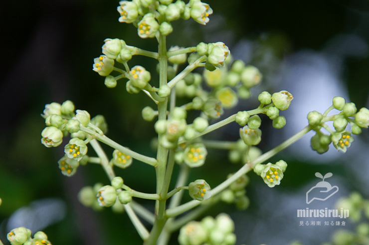 ゴンズイの花　横浜市戸塚区平戸町　2017/05/16