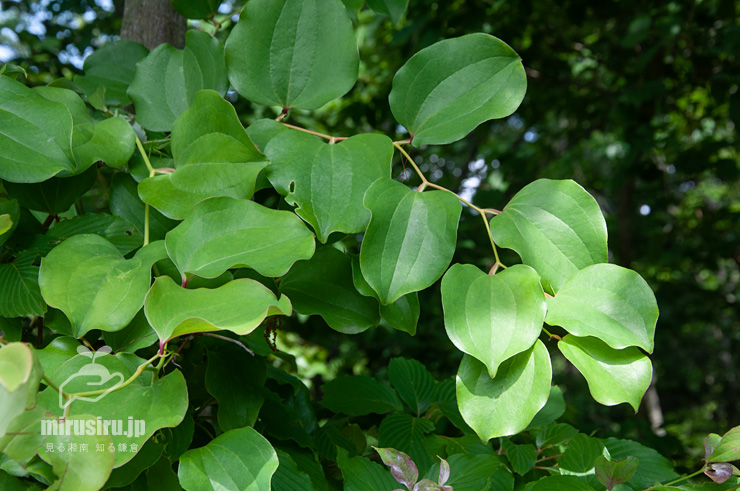 サルトリイバラの葉　横浜市栄区・横浜自然観察の森　2017/06/06