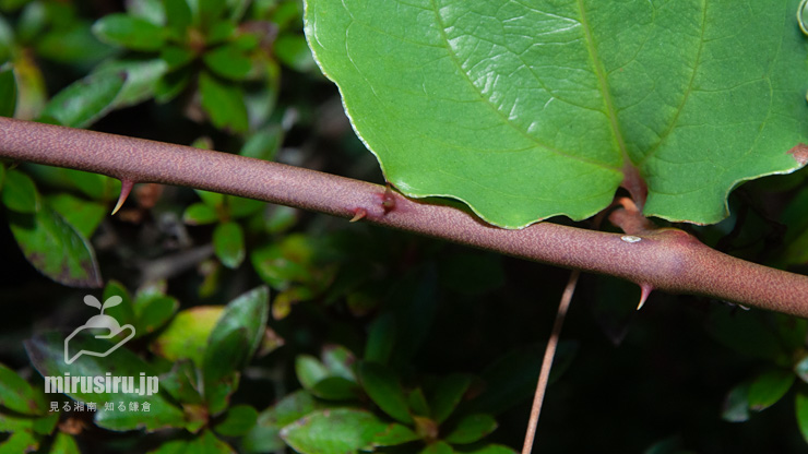 サルトリイバラの棘　箱根町・湖尻　2017/10/27
