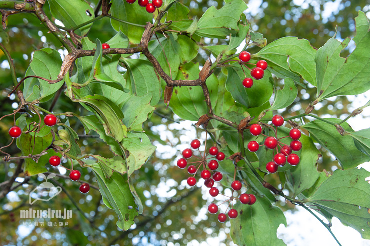 熟した実がなったサルトリイバラ　箱根町・湖尻園地　2017/11/17