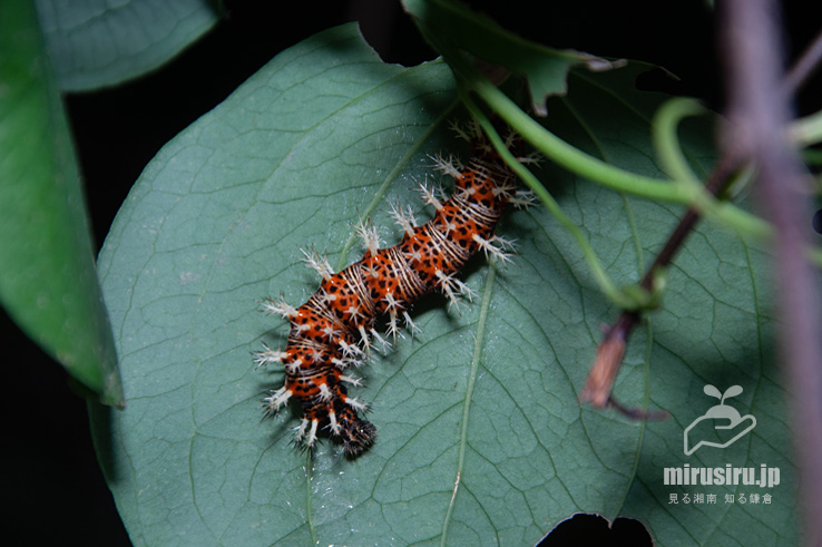 サルトリイバラの葉裏に付いたルリタテハの幼虫（下が頭）　茅ヶ崎市行谷　2018/05/12