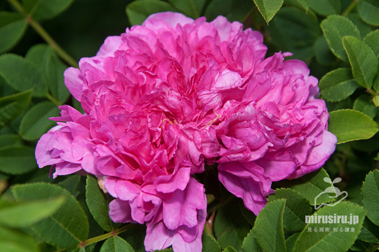 イザヨイバラの花　茅ヶ崎市・氷室椿庭園　2018/06/05