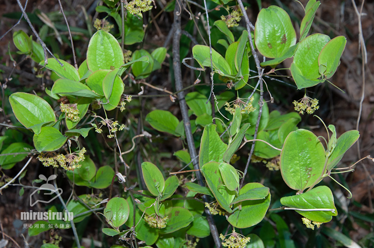 開花中のサルトリイバラの雄株　茅ヶ崎市行谷　2019/04/03