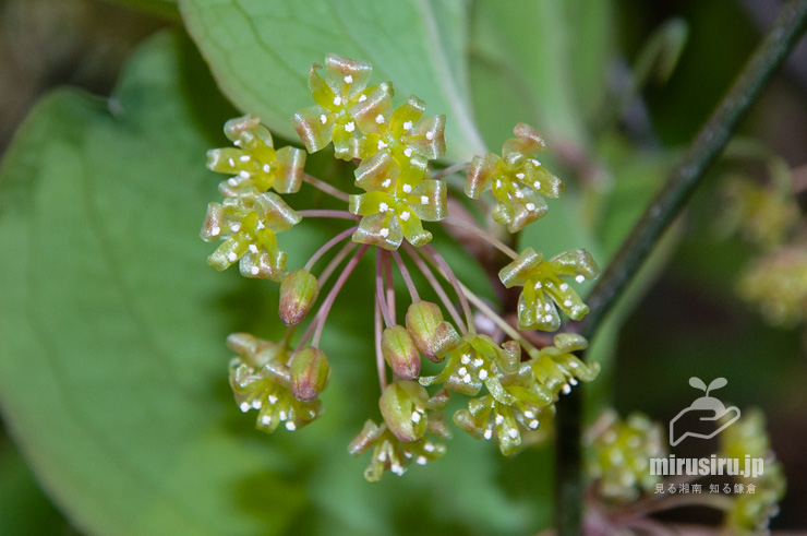 サルトリイバラの（雄株の）雄花　茅ヶ崎市行谷　2019/04/03