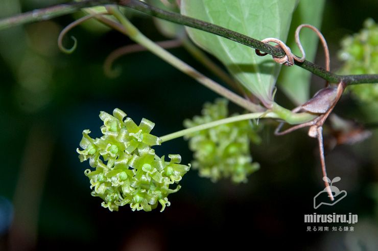 サルトリイバラの（雌株の）雌花　茅ヶ崎市行谷　2019/04/03