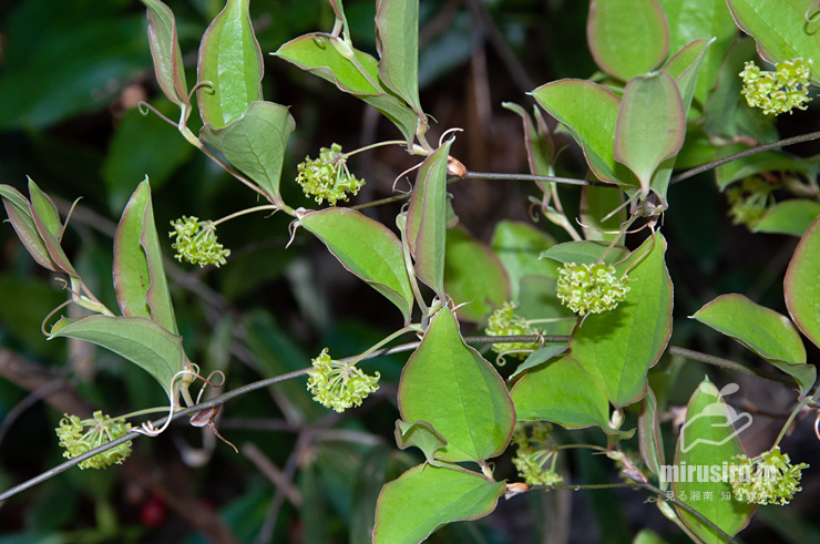 開花中のサルトリイバラの雄株　茅ヶ崎市行谷　2019/04/03