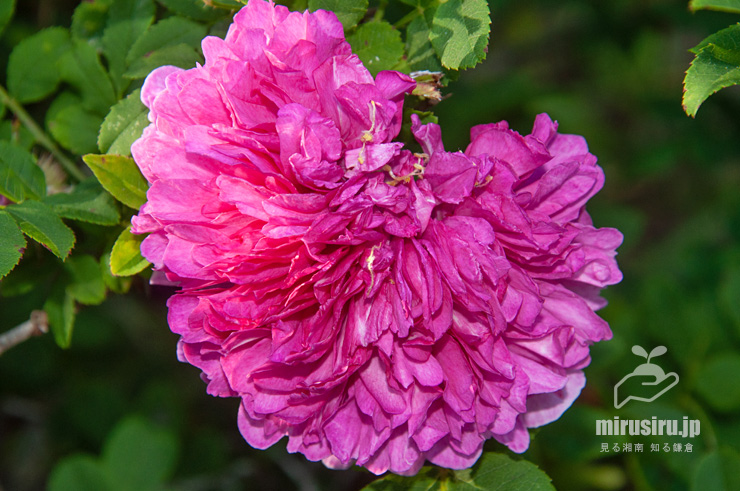 イザヨイバラの一部分が欠けた花　茅ヶ崎市・氷室椿庭園　2019/06/05