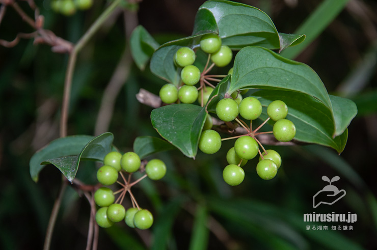 サルトリイバラの未熟な実　鎌倉市腰越　2019/07/21
