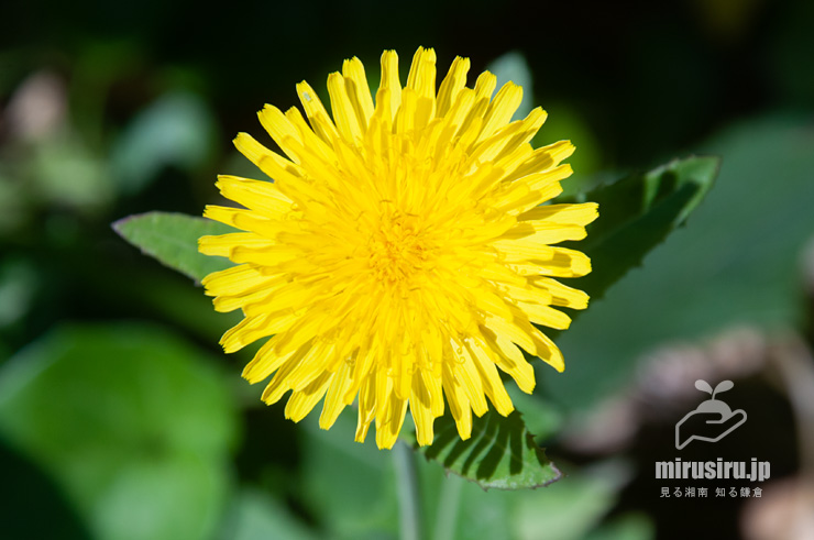 ハチジョウナの花　横須賀市・天神島臨海自然教育園　2020/10/29