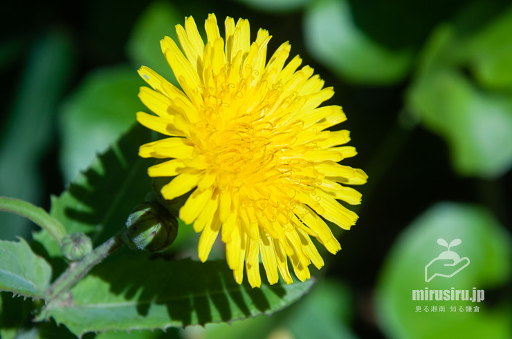 ハチジョウナの花　横須賀市・天神島臨海自然教育園　2020/10/29