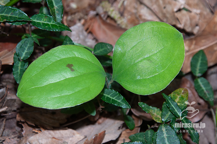 サルトリイバラの発芽　二宮町・吾妻山公園　2021/04/07