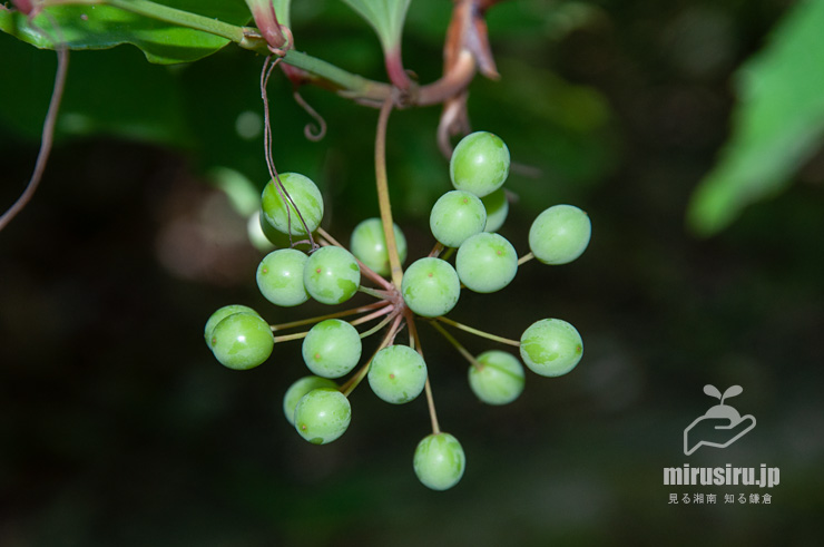 サルトリイバラの未熟な実　横浜市栄区・横浜自然観察の森　2021/05/23