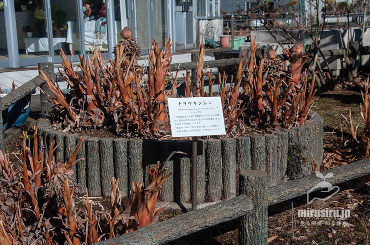 冬枯れたチユウキンレン　鎌倉市・大船フラワーセンター　2022/01/12