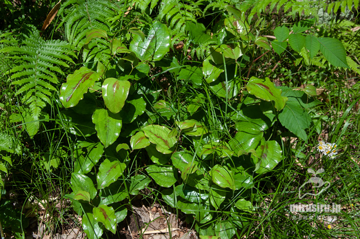 サルトリイバラの幼株の強い光沢がある斑入りの葉　鎌倉市山ノ内　2022/05/18