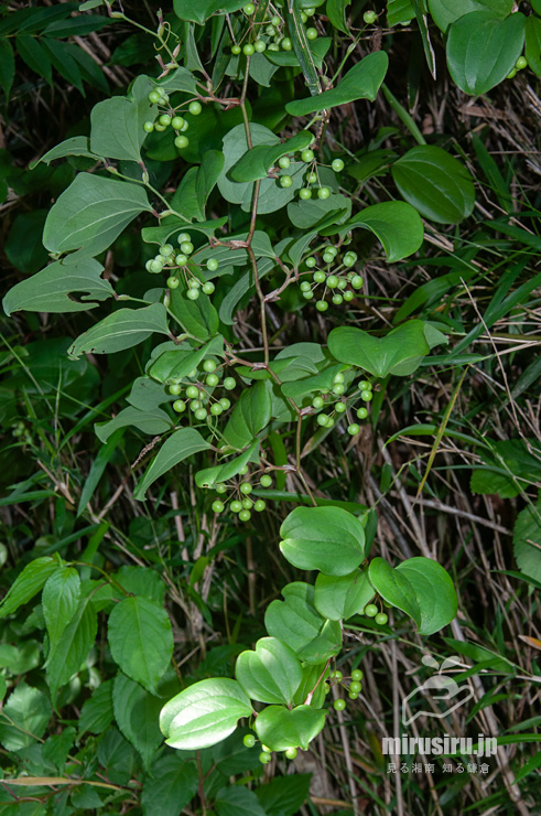 未熟な実がなったサルトリイバラ　鎌倉市・山崎・台峯緑地　2022/05/18