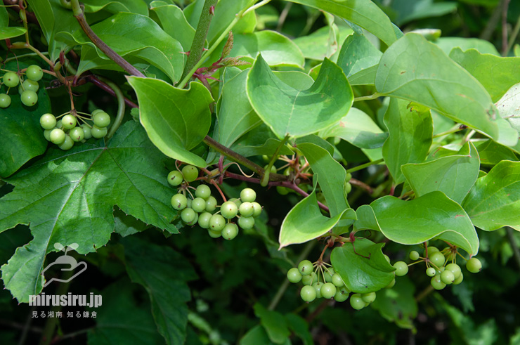 未熟な実がなったサルトリイバラ　小田原市上曽我・曽我丘陵　2022/05/19