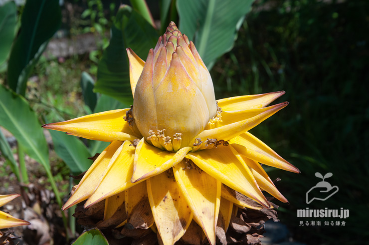 チユウキンレンの雄花　鎌倉市・大船フラワーセンター　2022/05/28