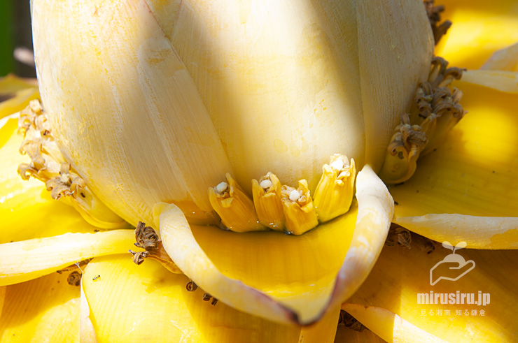 チユウキンレンの雄花　鎌倉市・大船フラワーセンター　2022/05/28