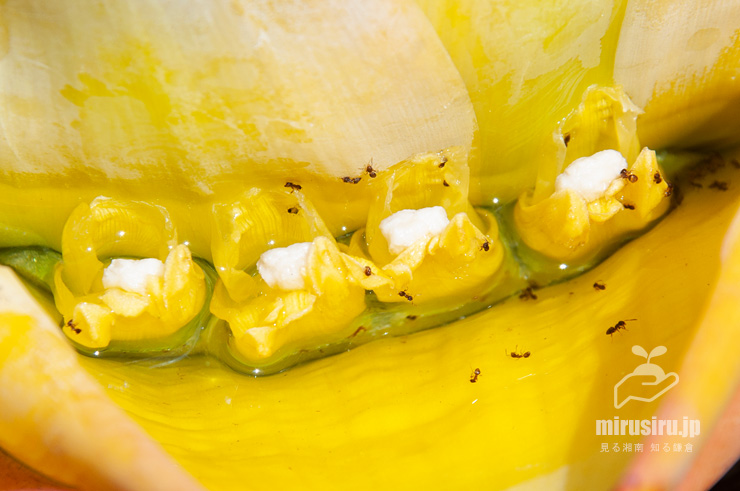 チユウキンレンの雌花　鎌倉市・大船フラワーセンター　2022/05/28