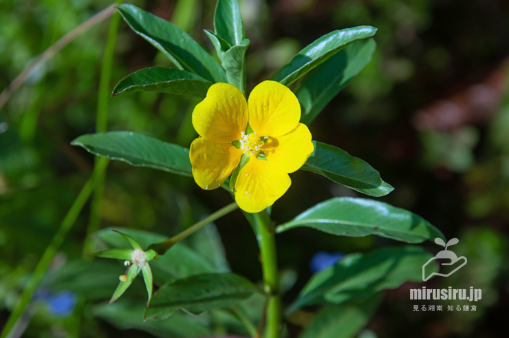 ミズキンバイの花　鎌倉市・大船フラワーセンター　2022/09/28　14：50